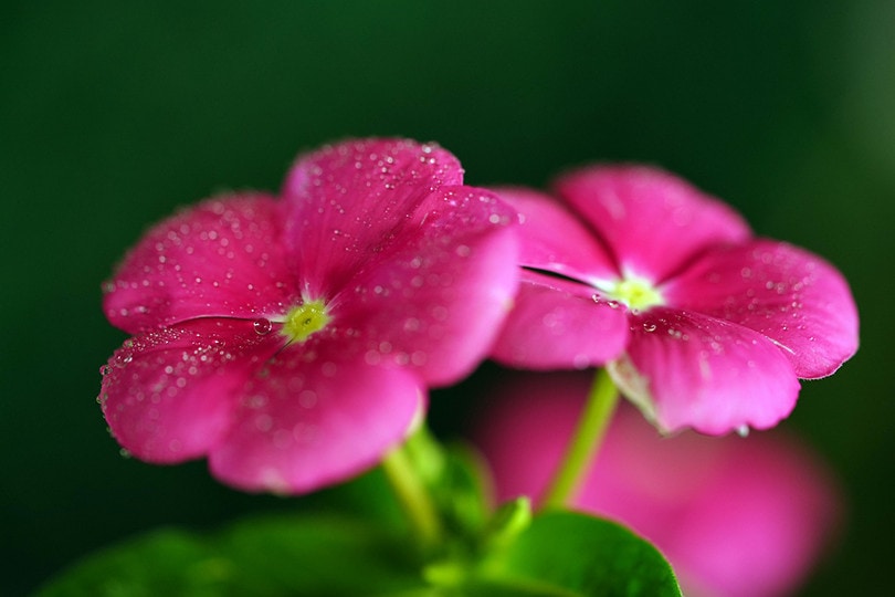 20 Easy Plants to Grow Outside (With Pictures)