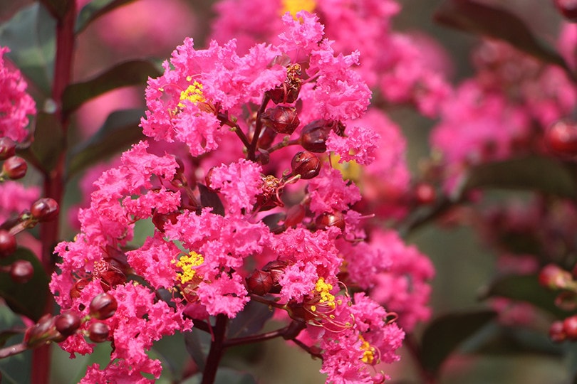 20 Easy Plants to Grow Outside (With Pictures)