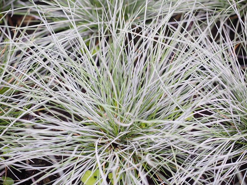 20 Easy Plants to Grow Outside (With Pictures)