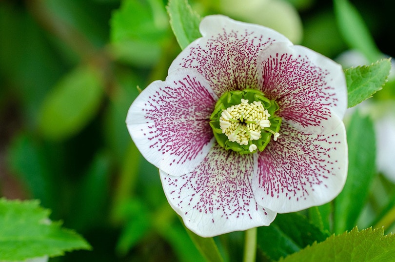 20 Easy Plants to Grow Outside (With Pictures)