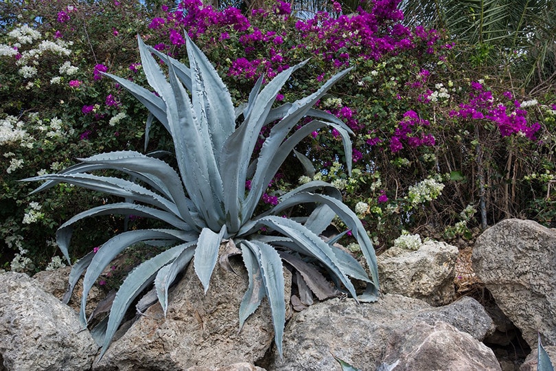 20 Easy Plants to Grow Outside (With Pictures)