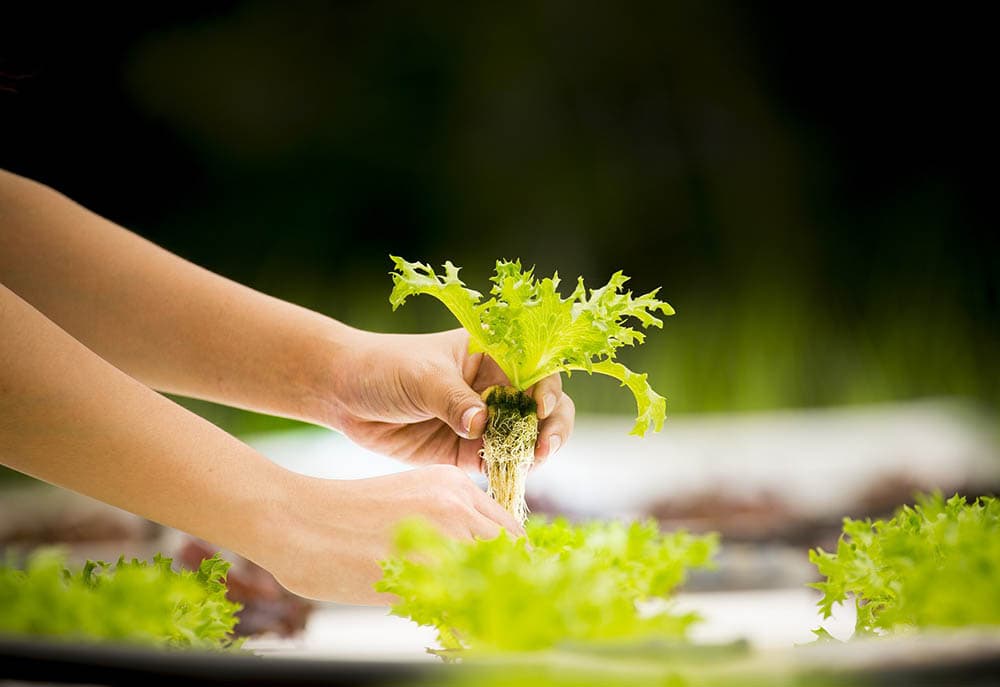 20 Best Vegetables To Grow In Shade (With Pictures)