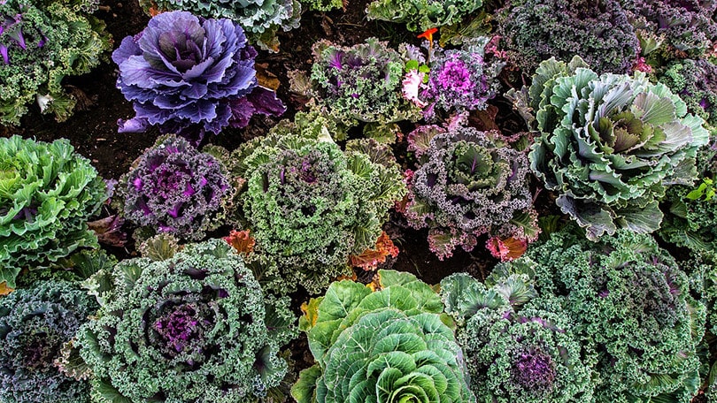20 Best Vegetables To Grow In Shade (With Pictures)