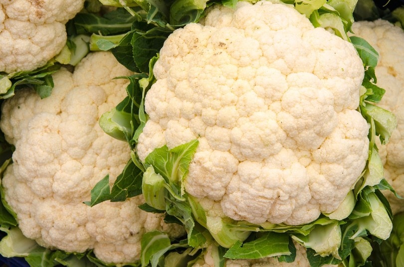 20 Best Vegetables To Grow In Shade (With Pictures)