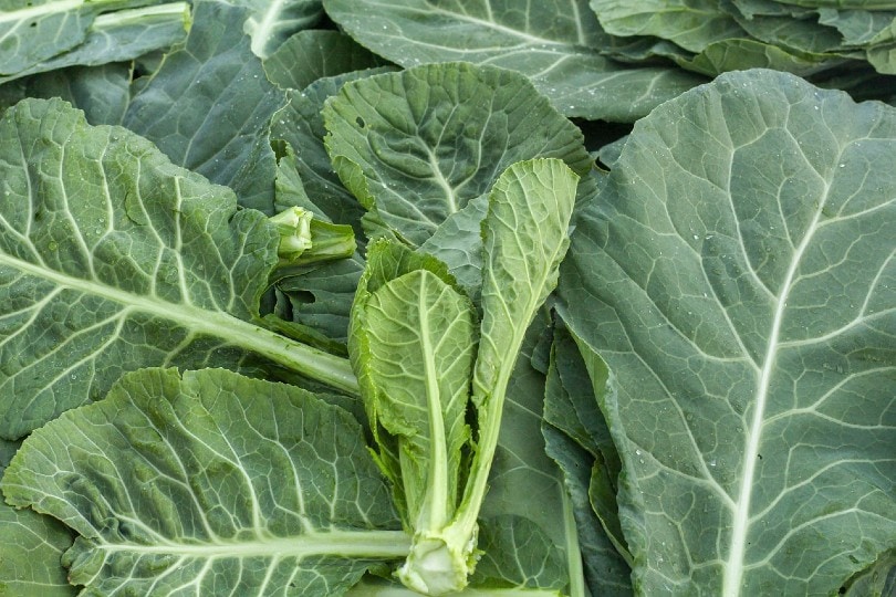 20 Best Vegetables To Grow In Shade (With Pictures)