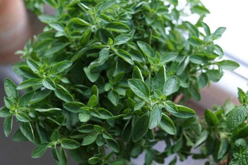 20 Best Vegetables To Grow In Shade (With Pictures)