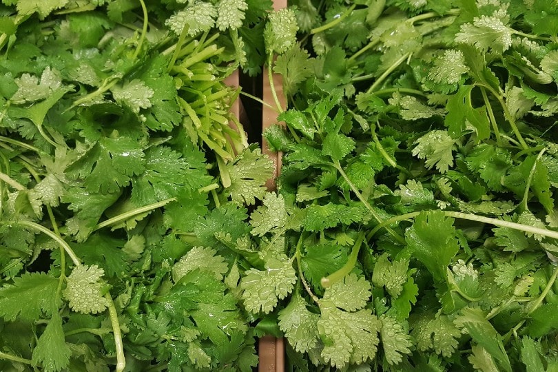 20 Best Vegetables To Grow In Shade (With Pictures)