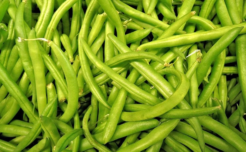 20 Best Vegetables To Grow In Shade (With Pictures)