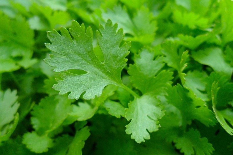 20 Best Vegetables To Grow In Shade (With Pictures)