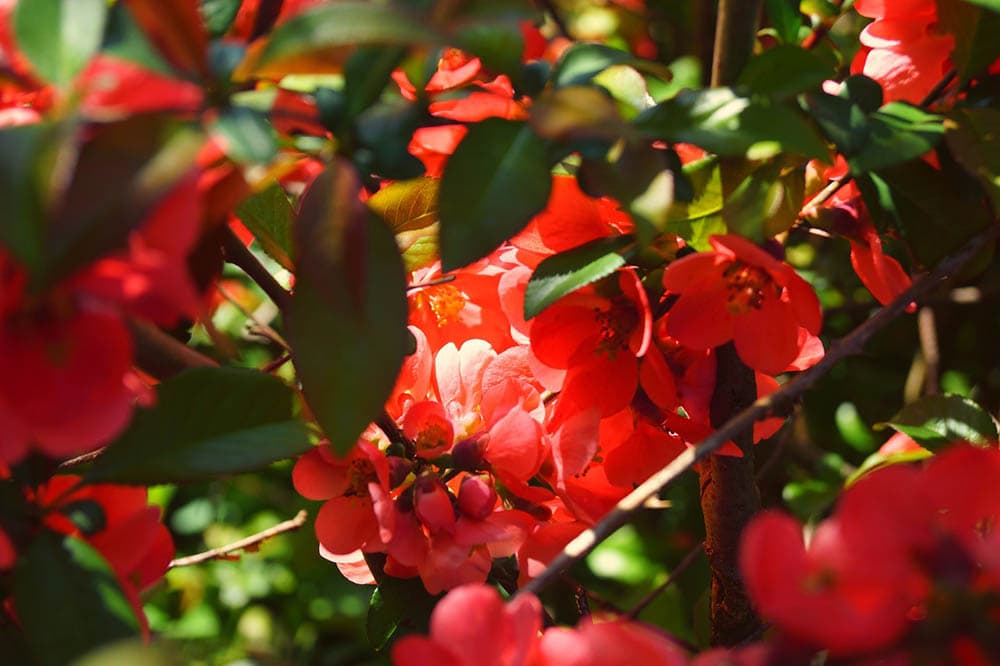 7 Best Plants To Grow In Texas (With Pictures)
