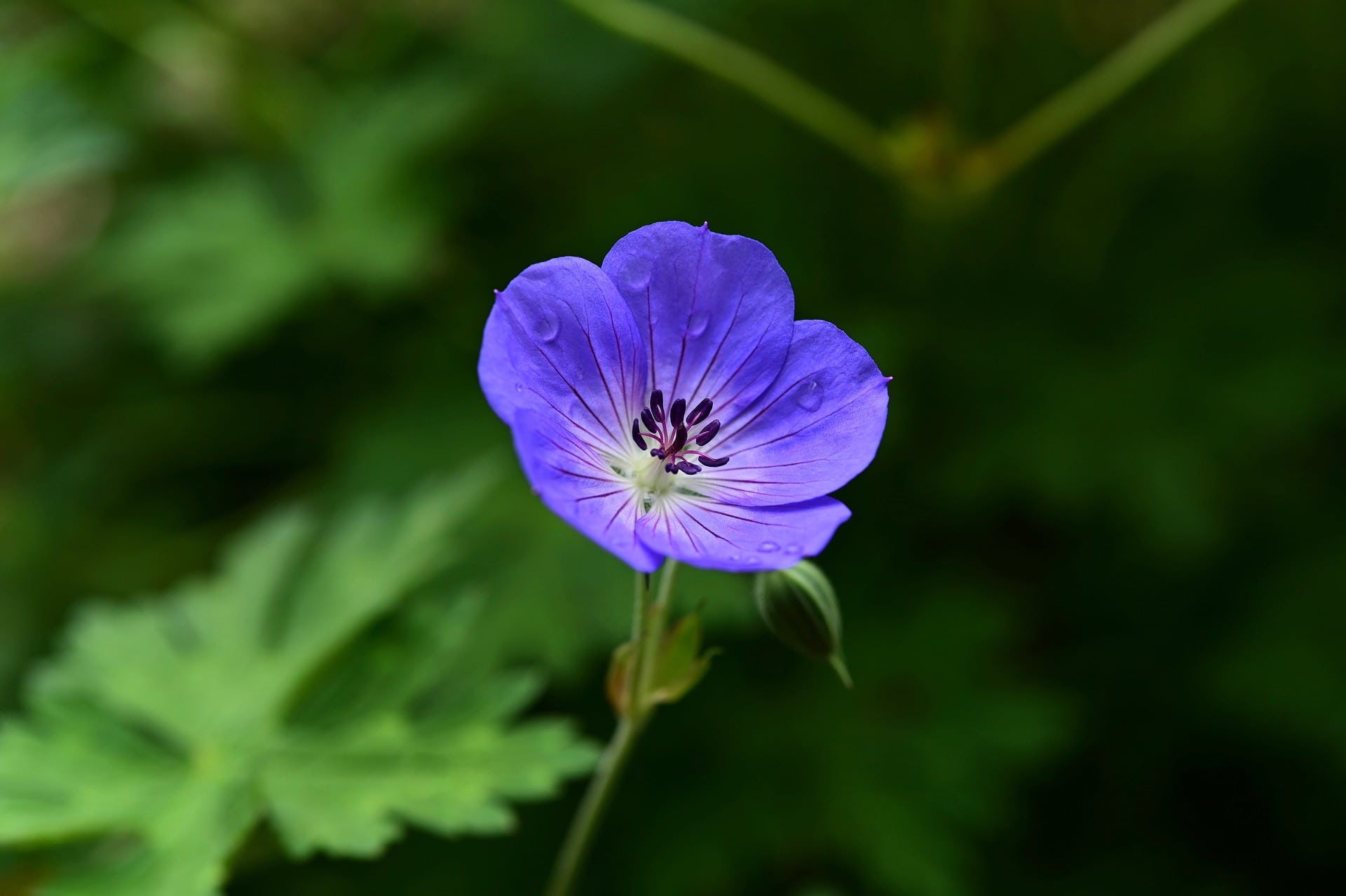 7 Best Plants To Grow In Texas (With Pictures)