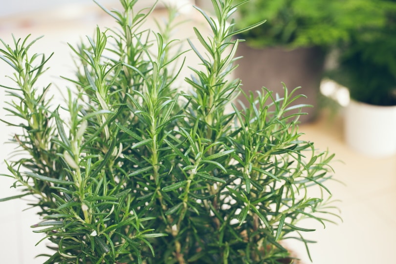 7 Best Plants To Grow In Texas (With Pictures)