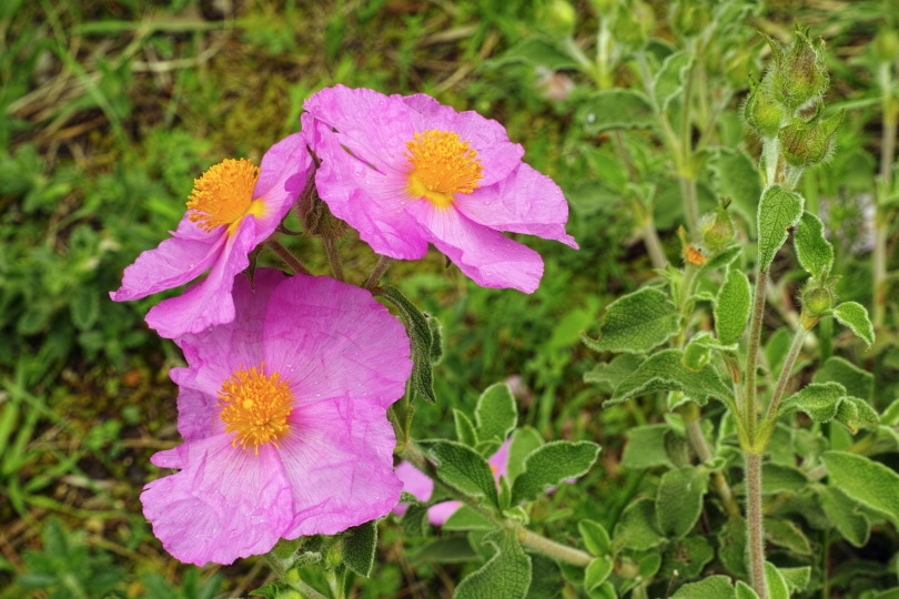 7 Best Plants To Grow In Texas (With Pictures)