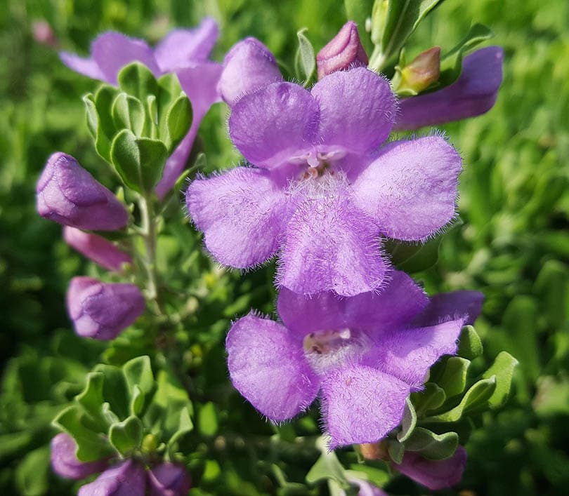 7 Best Plants To Grow In Texas (With Pictures)