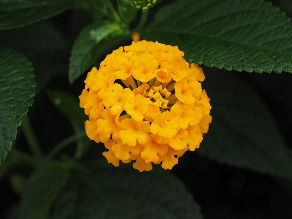 7 Best Plants To Grow In Texas (With Pictures)
