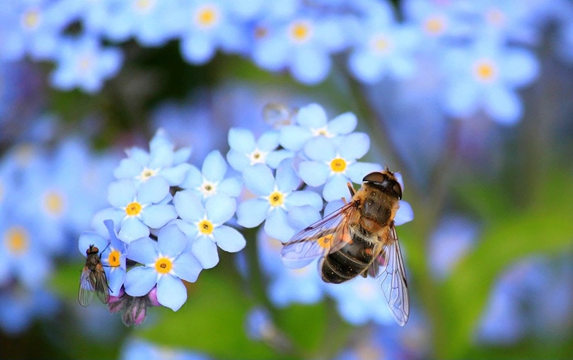 What Do Plants Need to Grow – 9 Essential Components