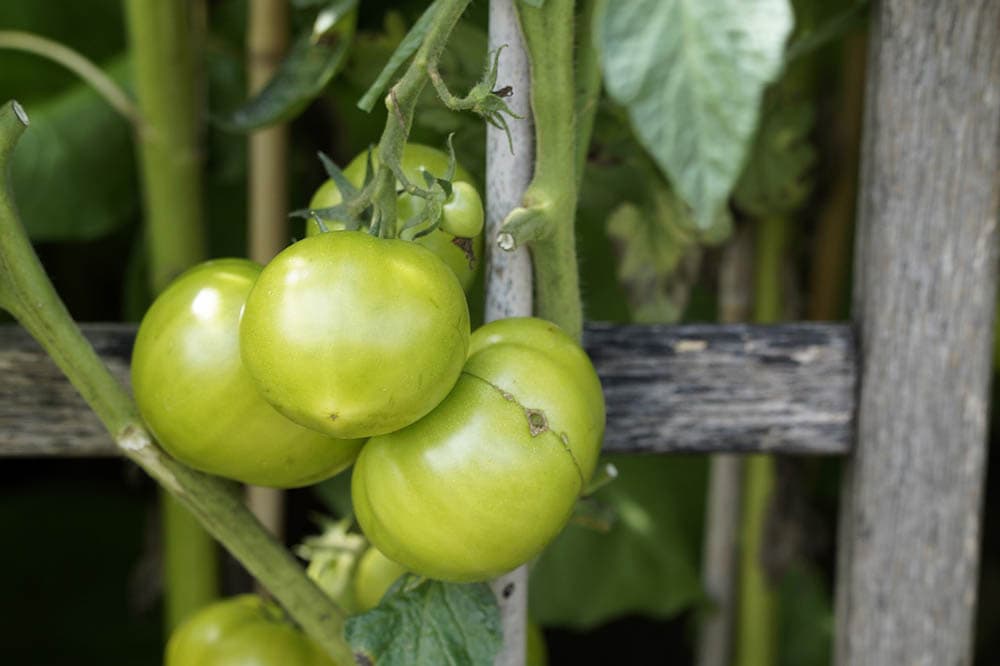 6 Best Plants To Grow Against A Fence