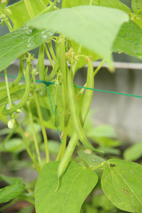 6 Best Plants To Grow Against A Fence