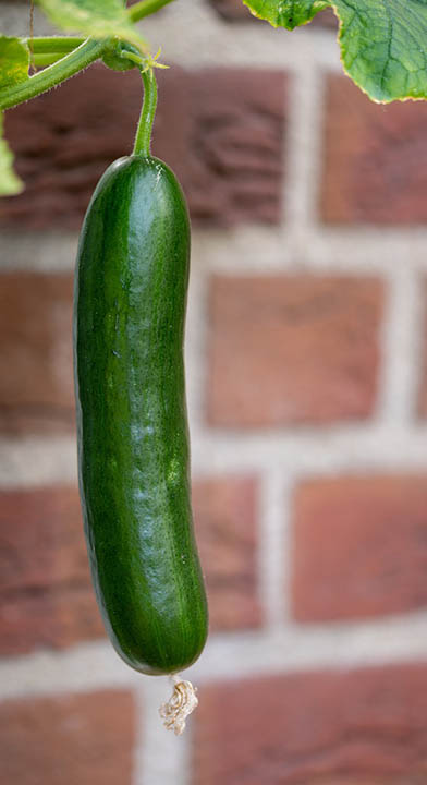 6 Best Plants To Grow Against A Fence