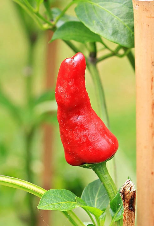 6 Best Plants To Grow Against A Fence