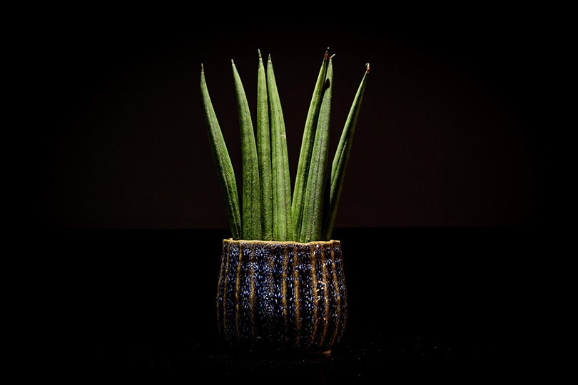7 Easy Plants To Grow Inside Your House