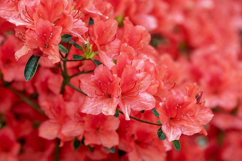 7 Easy Plants To Grow Inside Your House