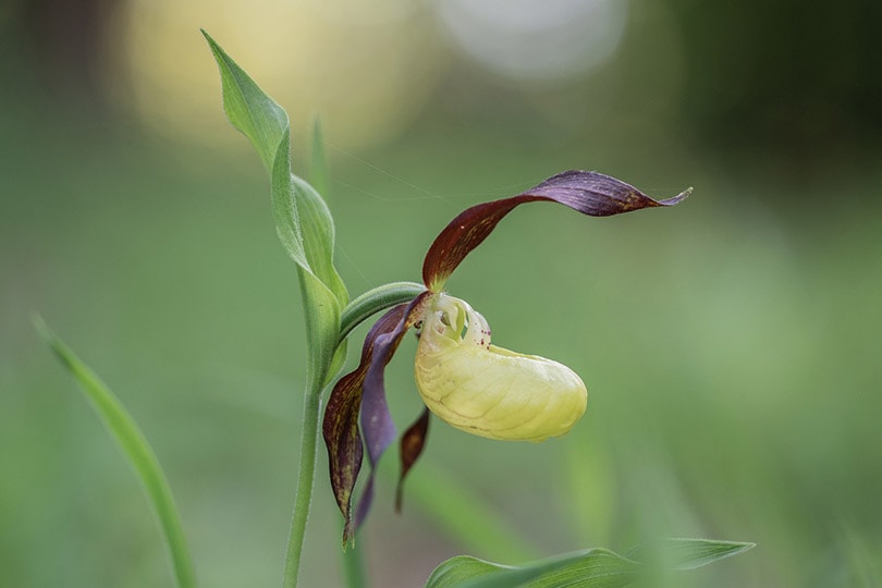 7 Easy Plants To Grow Inside Your House
