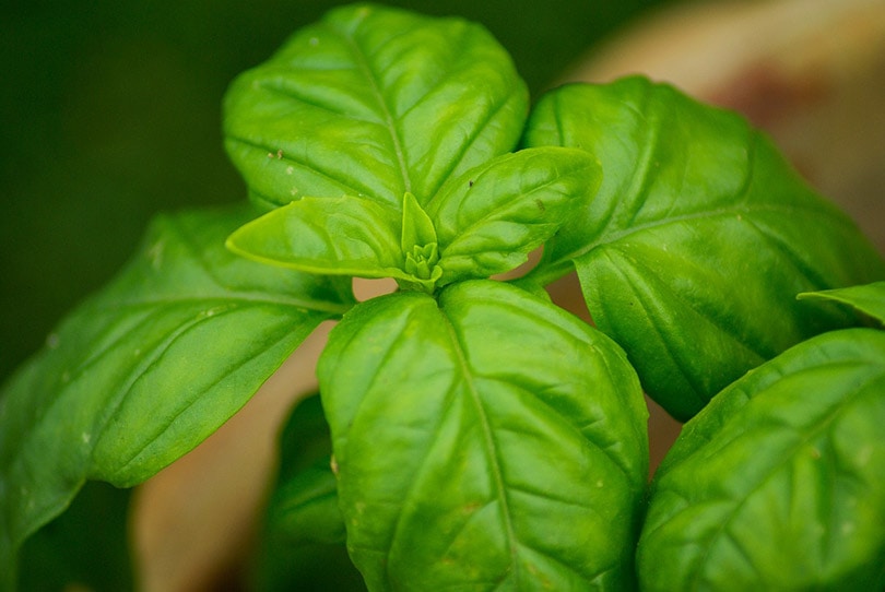 7 Easy Plants To Grow Inside Your House