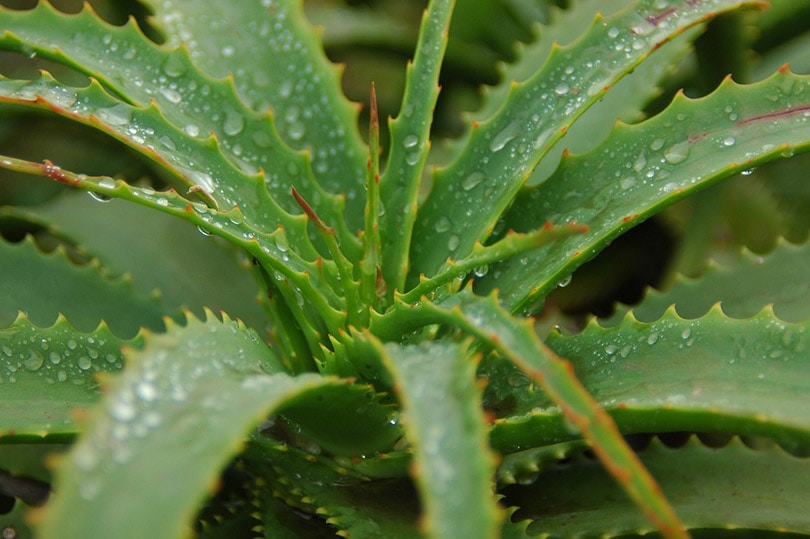 7 Easy Plants To Grow Inside Your House