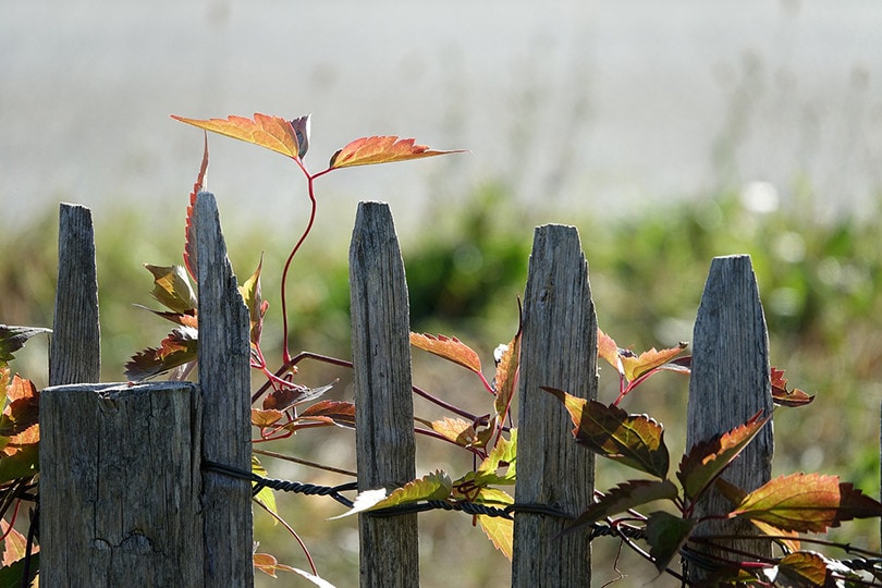 Do I Need a Permit to Build a Fence?
