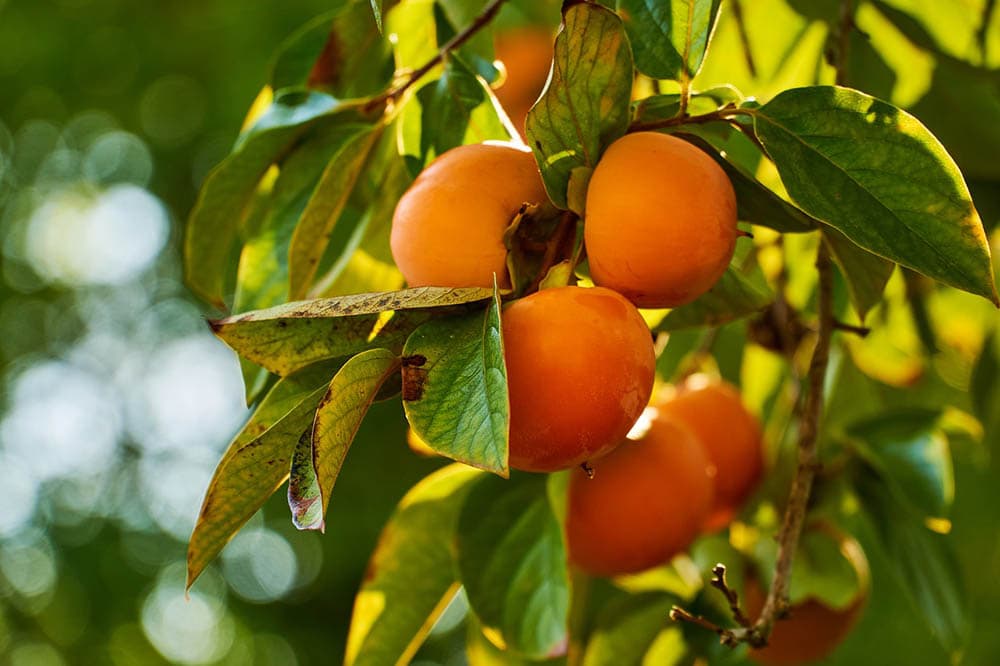 7 Best Fruit Trees To Grow In Texas (With Pictures)