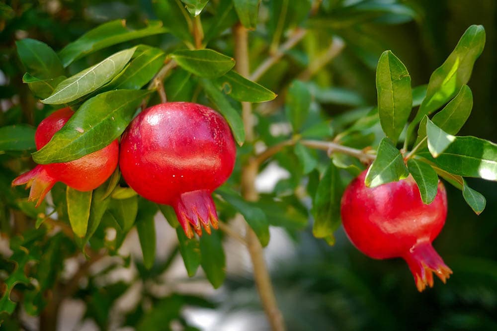 7 Best Fruit Trees To Grow In Texas (With Pictures)
