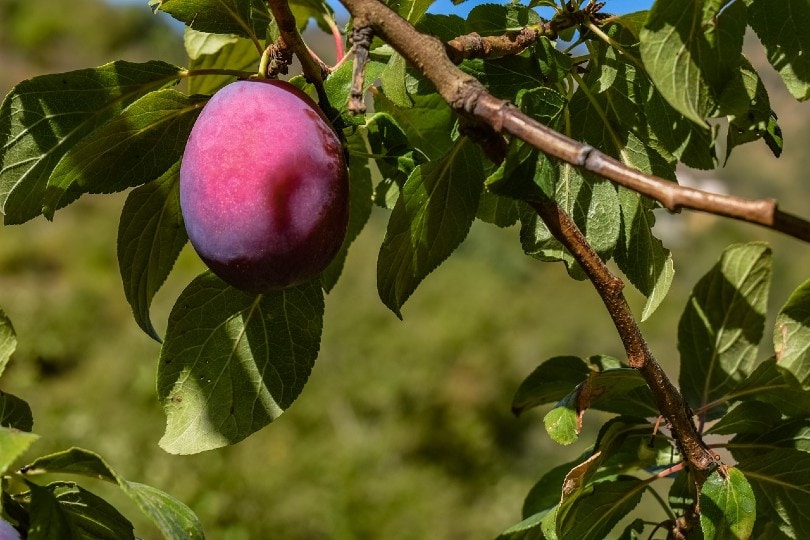 7 Best Fruit Trees To Grow In Texas (With Pictures)