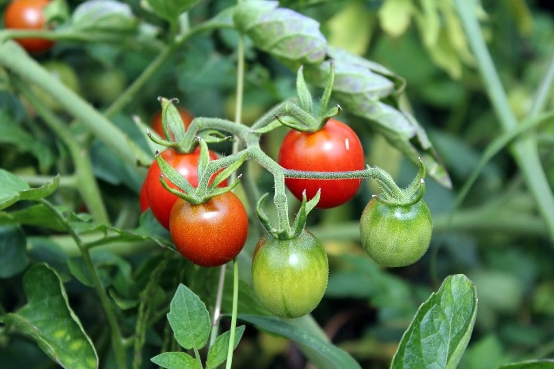 10 Best Vegetables To Grow In Texas (With Pictures)