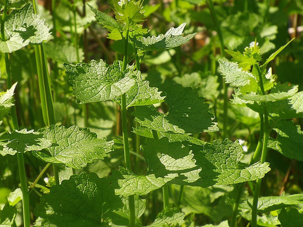 10 Best Vegetables To Grow In Texas (With Pictures)
