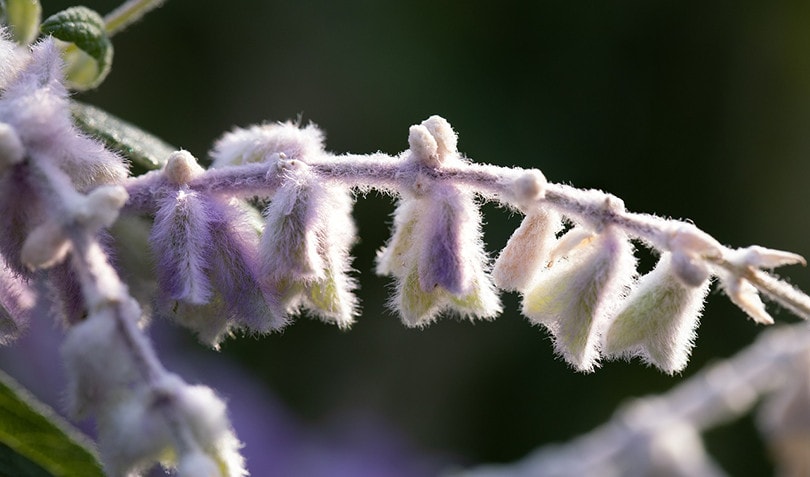 12 Best Plants to Grow in Arizona – With Pictures