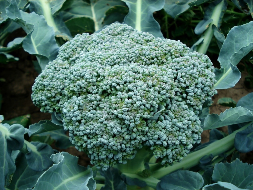 17 Easiest Plants to Grow from Seed Indoors (With Pictures)