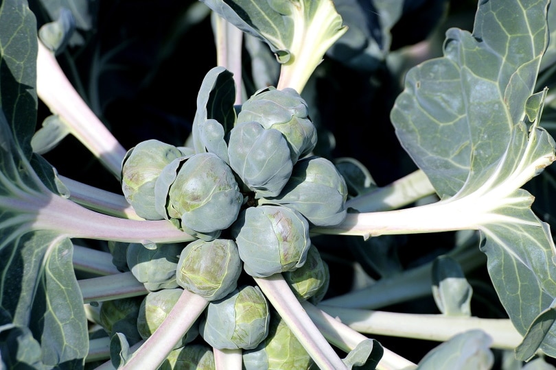 17 Easiest Plants to Grow from Seed Indoors (With Pictures)