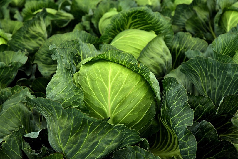 17 Easiest Plants to Grow from Seed Indoors (With Pictures)