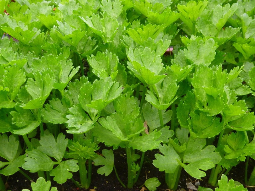 17 Easiest Plants to Grow from Seed Indoors (With Pictures)