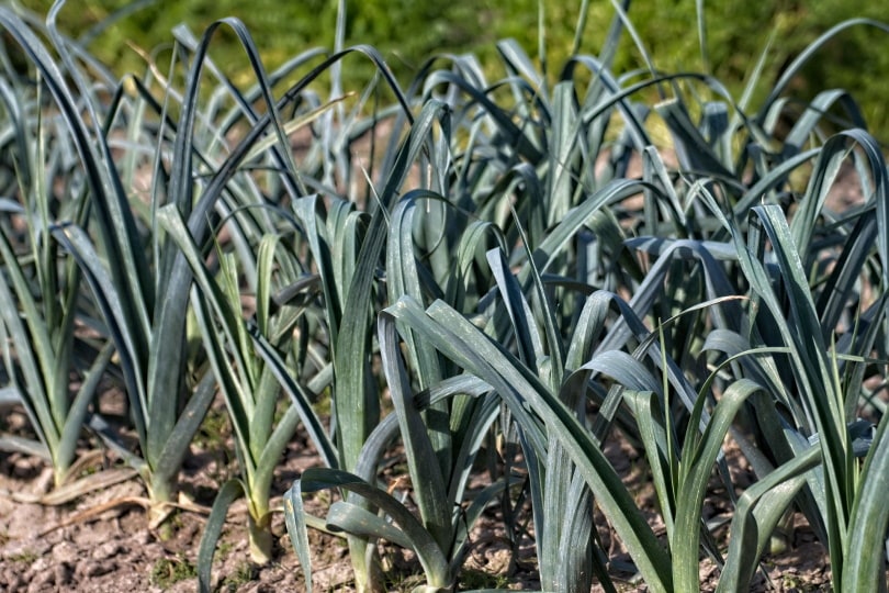 17 Easiest Plants to Grow from Seed Indoors (With Pictures)