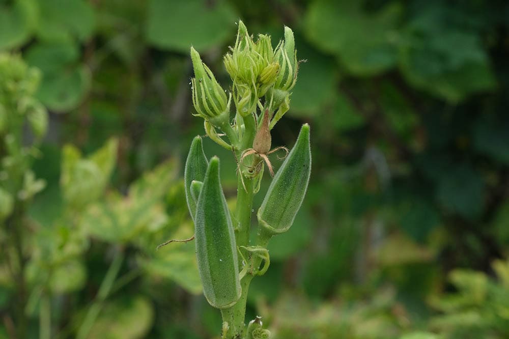 17 Easiest Plants to Grow from Seed Indoors (With Pictures)