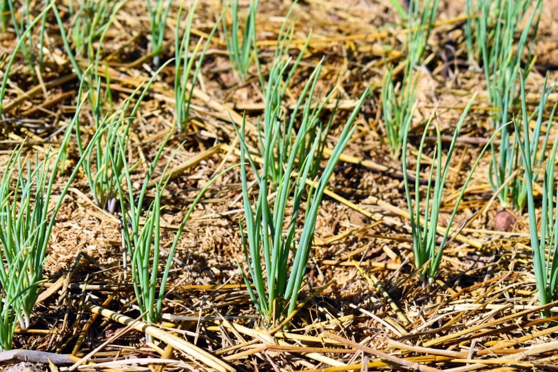 17 Easiest Plants to Grow from Seed Indoors (With Pictures)