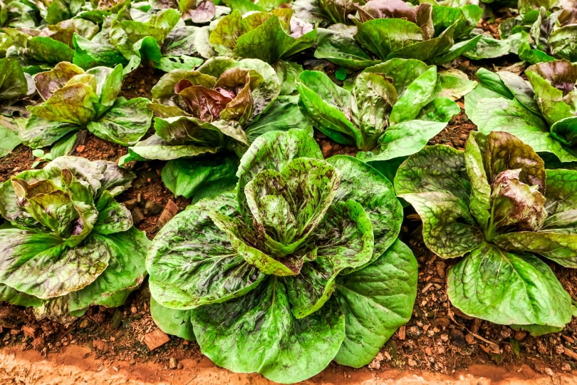 17 Easiest Plants to Grow from Seed Indoors (With Pictures)