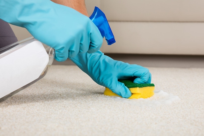 How to Get Acrylic Paint Out of Carpet in 4 Easy Steps (with Pictures)