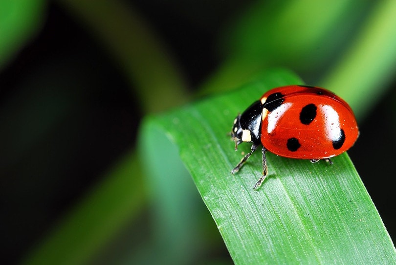 Why Are There So Many Ladybugs In My House? What You Need To Know!