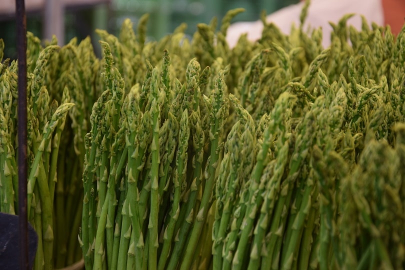 11 Best Vegetables to Grow in New England (With Pictures)
