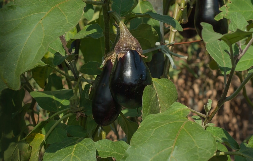 11 Best Vegetables to Grow in New England (With Pictures)