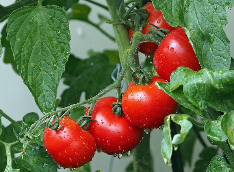 11 Best Vegetables to Grow in New England (With Pictures)
