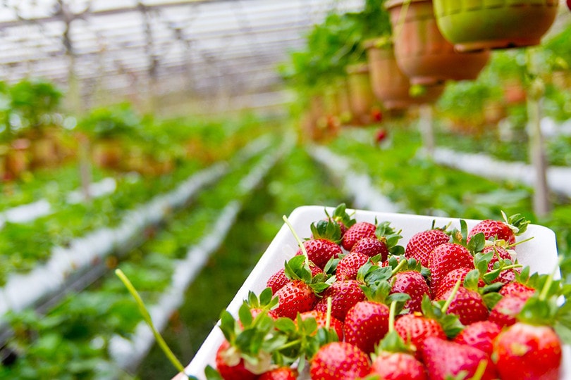 15 Best Plants to Grow Hydroponically (With Pictures)